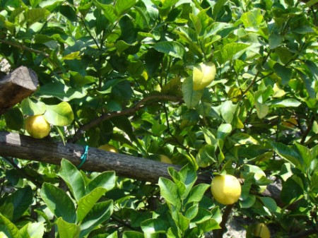 26.07.2012 Besuch der Limonenplantage